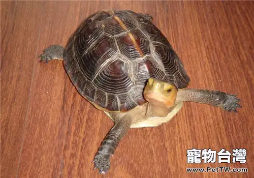 黃緣閉殼龜的品種簡介