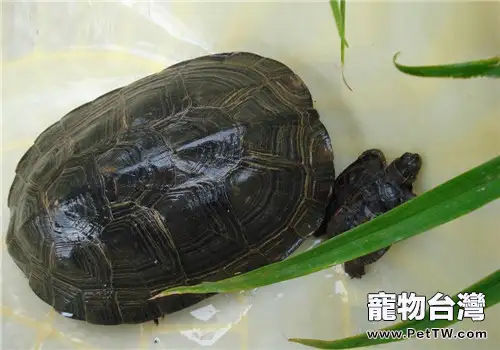黑頸烏龜的品種簡介(1圖)-寵物台灣