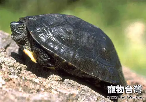 黑頸烏龜的形態特徵(1圖)-寵物台灣