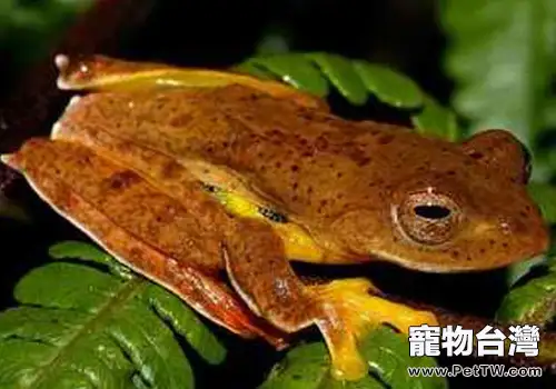棕葉掌樹蛙的形態特徵(1圖)-寵物台灣