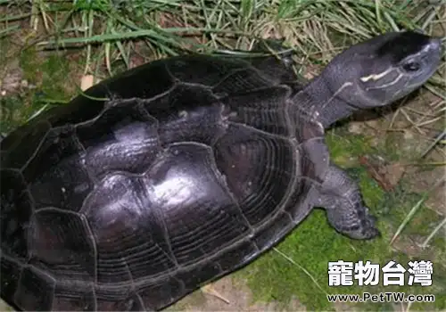 黑頸烏龜的護理要點(1圖)-寵物台灣