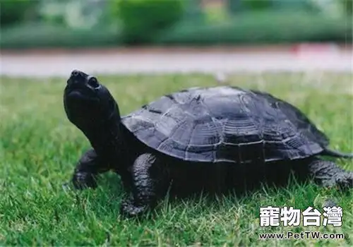 黑頸烏龜的生活環境(1圖)-寵物台灣