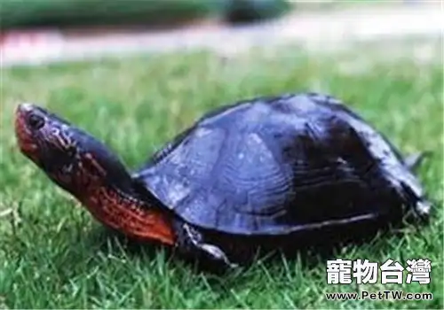 黑頸烏龜的食物選擇(1圖)-寵物台灣