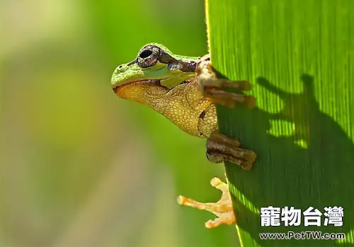 棕葉掌樹蛙的護理知識(1圖)-寵物台灣