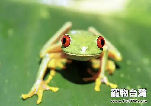 棕葉掌樹蛙的生活環境