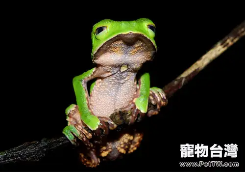 棕葉掌樹蛙的飼養要求