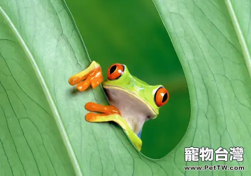 中國樹蛙的品種簡介