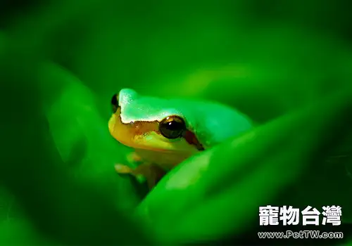 中國樹蛙的形態特徵