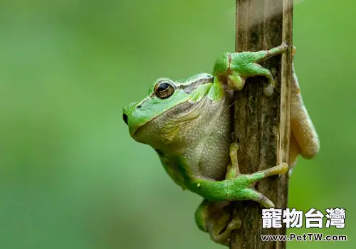 中國樹蛙的護理知識(1圖)-寵物台灣