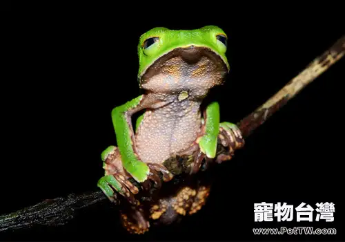 中國樹蛙的生活環境