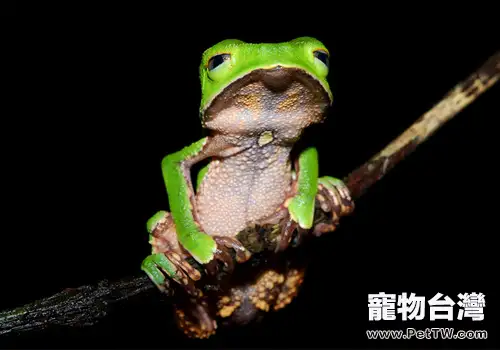 中國樹蛙的生活環境(1圖)-寵物台灣