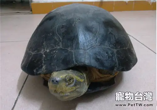 黃頭廟龜的品種簡介(1圖)-寵物台灣