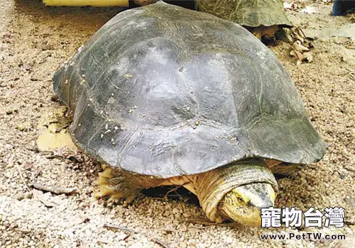 黃頭廟龜的形態特徵(1圖)-寵物台灣