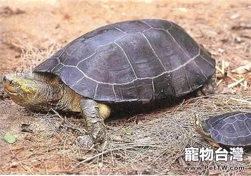 黃頭廟龜的飼養方法(1圖)-寵物台灣