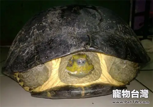 黃頭廟龜的生活環境佈置(1圖)-寵物台灣
