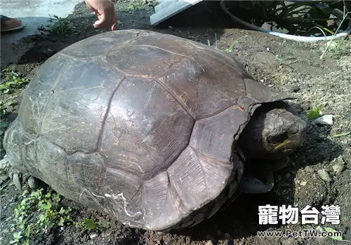 黃頭廟龜的食物選擇