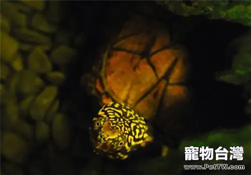 虎紋麝香龜的品種簡介(1圖)-寵物台灣