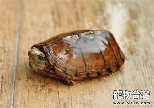 虎紋麝香龜的外形特徵