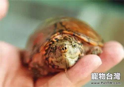 虎紋麝香龜的護理要點(1圖)-寵物台灣