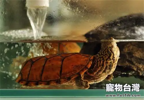 虎紋麝香龜的飼養環境