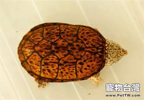 虎紋麝香龜吃什麼比較好?(1圖)-寵物台灣