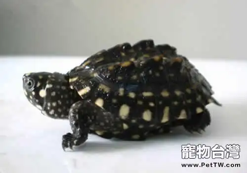 哈米頓氏龜的品種簡介