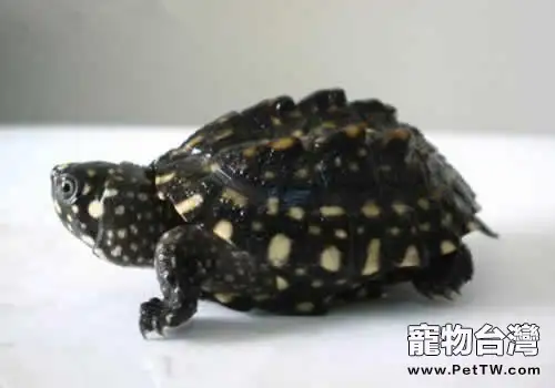 哈米頓氏龜的品種簡介(1圖)-寵物台灣