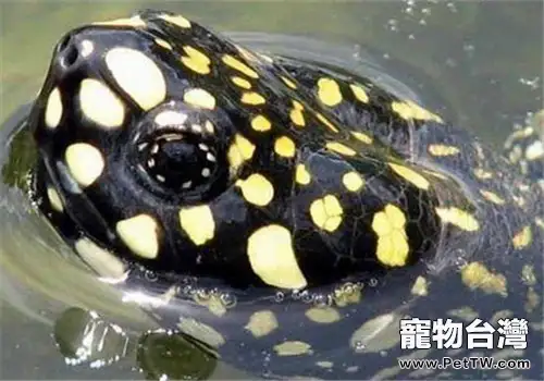 哈米頓氏龜的形態特徵(1圖)-寵物台灣