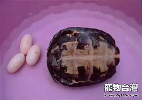 哈米頓氏龜的飼養環境佈置(1圖)-寵物台灣