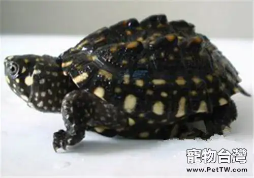 哈米頓氏龜的食物要求(1圖)-寵物台灣