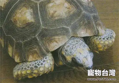 黃腿象龜的品種簡介