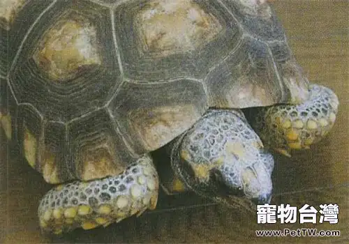 黃腿象龜的品種簡介(1圖)-寵物台灣