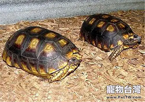 黃腿象龜的外形特徵