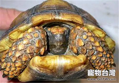 黃腿象龜的護理要點(1圖)-寵物台灣