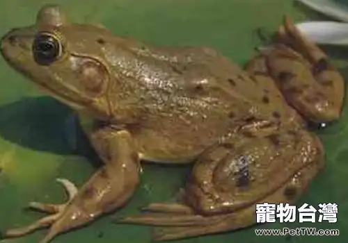 豬鳴蛙的飼養要點(1圖)-寵物台灣
