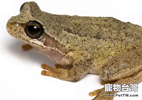 棕樹蛙的形態特徵