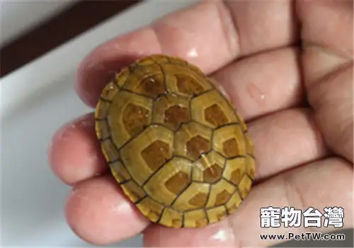 紅面泥龜的品種簡介(1圖)-寵物台灣