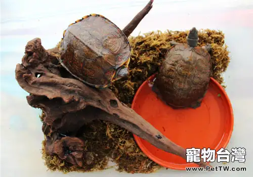 洪都拉斯木紋龜的生活環境介紹