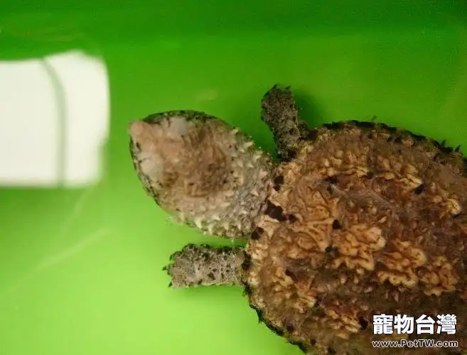 小鱷魚龜該如何飼養(1圖)-寵物台灣