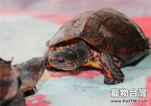 洪都拉斯木紋龜的飼喂注意事項(1圖)-寵物台灣