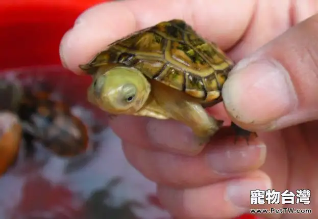 新手飼養水龜的正確方法