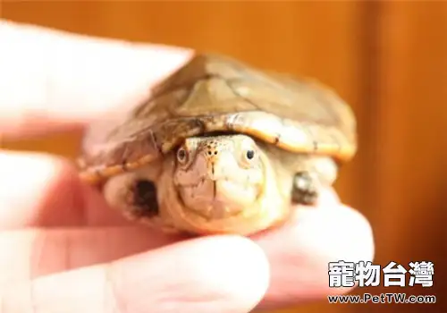 哈雷拉泥龜的飼養方法(1圖)-寵物台灣