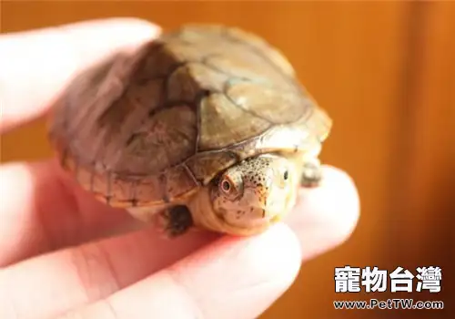 哈雷拉泥龜的食物要求(1圖)-寵物台灣