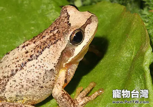 棕樹蛙的餵食要求