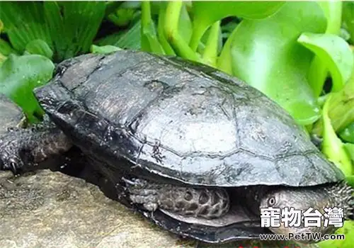 黑腹刺頸龜的品種簡介