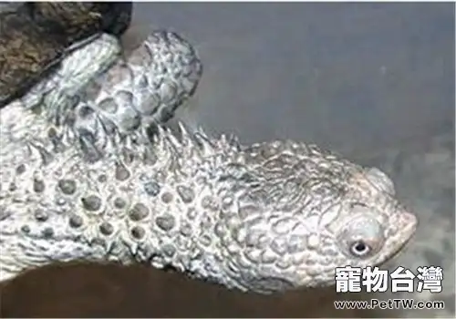黑腹刺頸龜的形態特徵