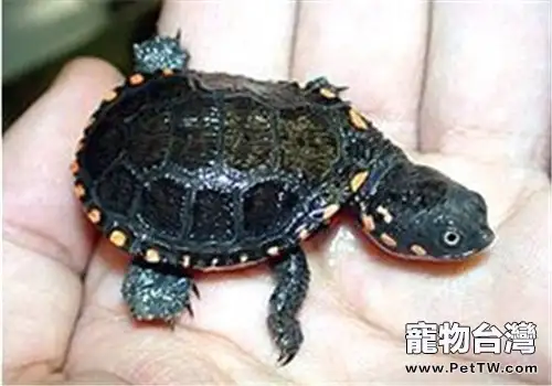 黑腹刺頸龜的環境要求