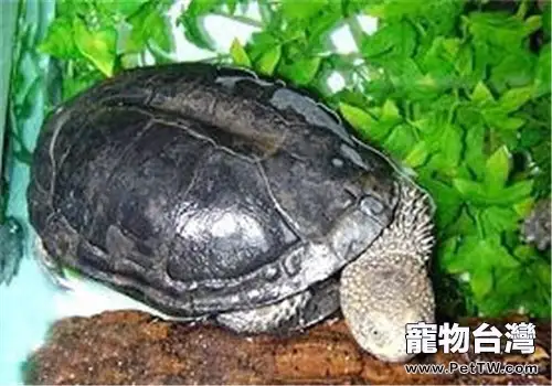 黑腹刺頸龜的食物要求