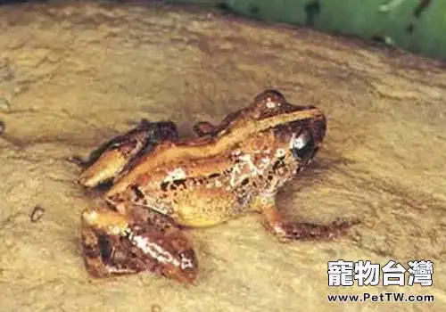 棕雨蛙的品種簡介(1圖)-寵物台灣