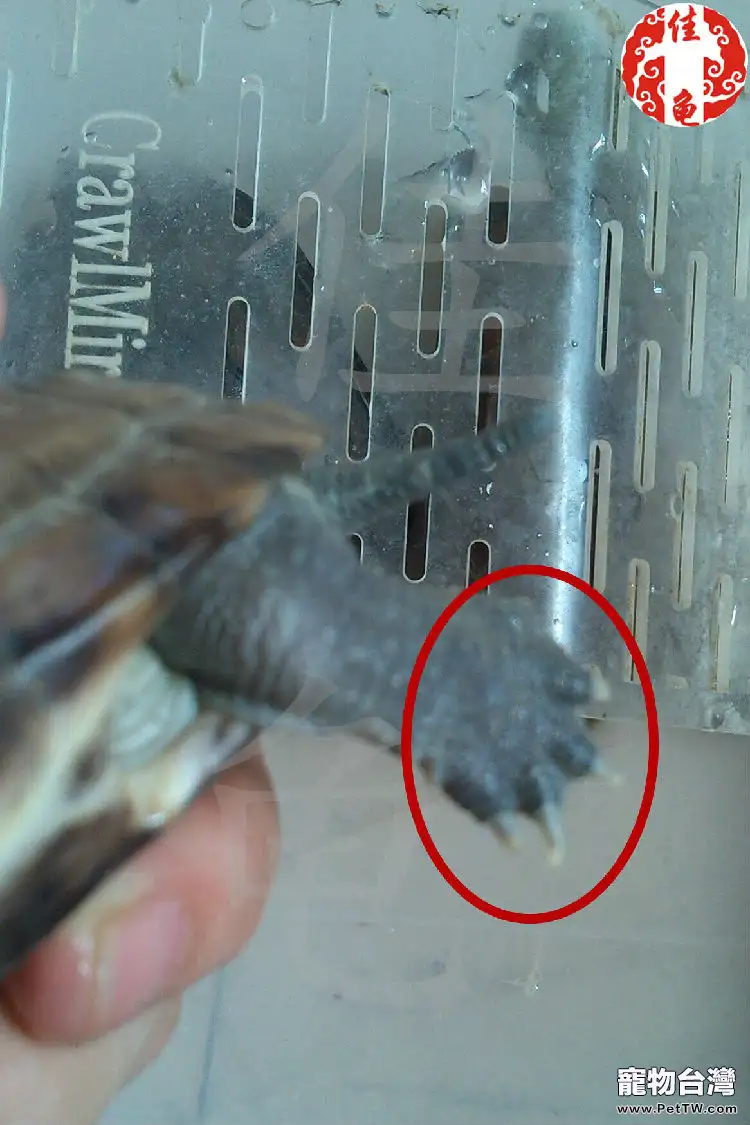 寵物龜鉤爪（指甲和趾甲）的護理
